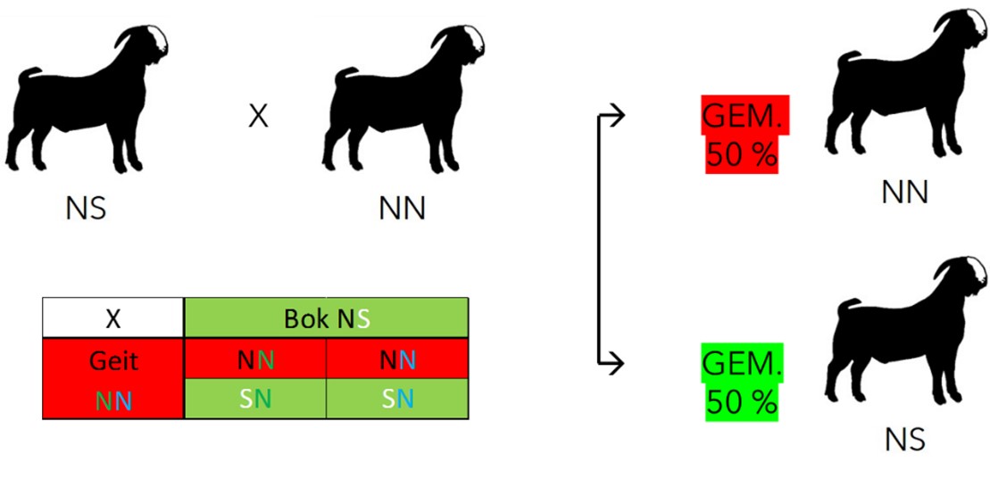 201011 Scrapie genotypering bij geiten afbeelding1